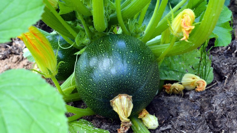 Grow Zucchini in Pots: A Complete Guide for Container Gardening