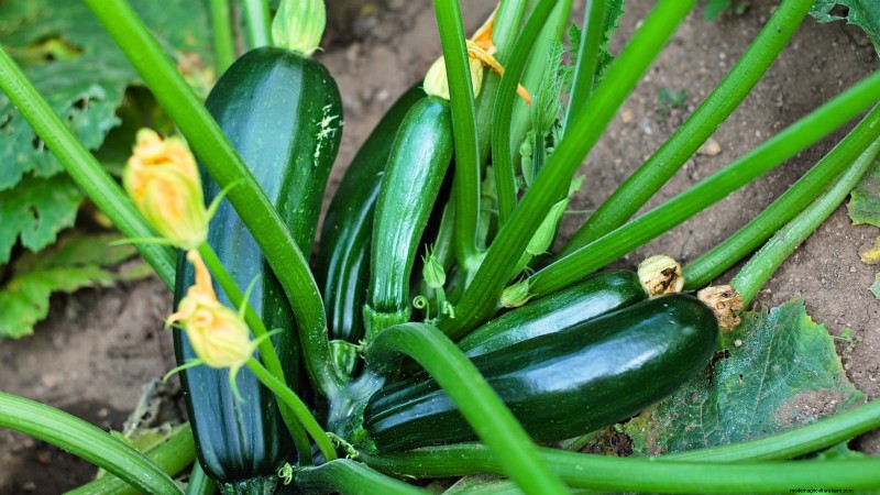 Grow Zucchini in Pots: A Complete Guide for Container Gardening