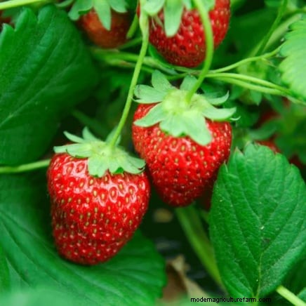 Troubleshooting: Why Are My Strawberry Plants Not Producing Fruit?