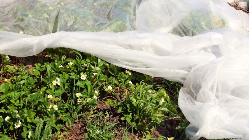 Troubleshooting: Why Are My Strawberry Plants Not Producing Fruit?