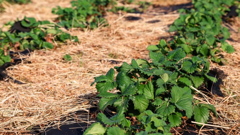 Troubleshooting: Why Are My Strawberry Plants Not Producing Fruit?
