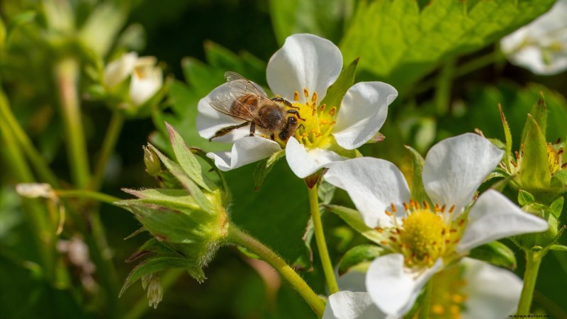 Troubleshooting: Why Are My Strawberry Plants Not Producing Fruit?