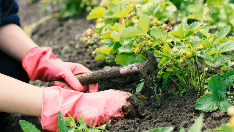 Troubleshooting: Why Are My Strawberry Plants Not Producing Fruit?