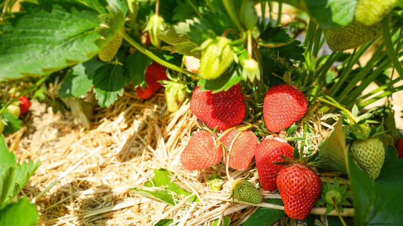 Troubleshooting: Why Are My Strawberry Plants Not Producing Fruit?