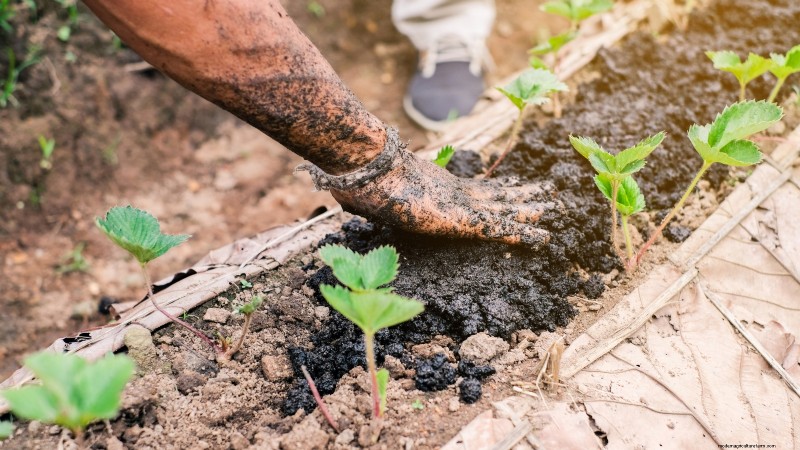 Troubleshooting: Why Are My Strawberry Plants Not Producing Fruit?