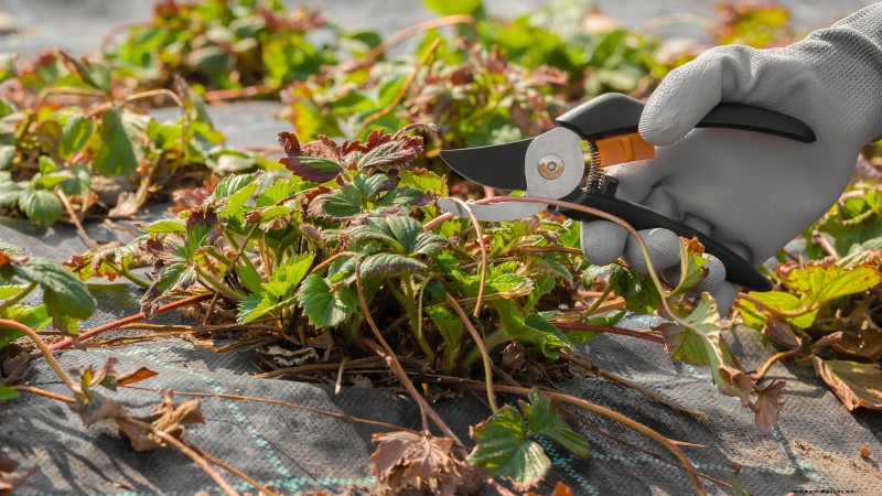 Troubleshooting: Why Are My Strawberry Plants Not Producing Fruit?