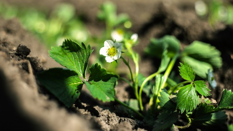 Troubleshooting: Why Are My Strawberry Plants Not Producing Fruit?