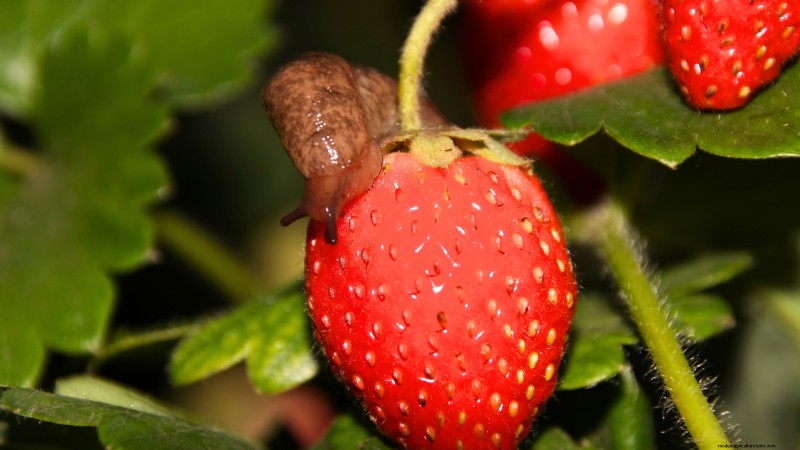 Troubleshooting: Why Are My Strawberry Plants Not Producing Fruit?