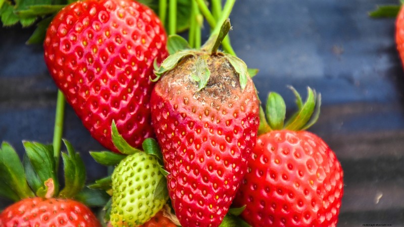 Troubleshooting: Why Are My Strawberry Plants Not Producing Fruit?