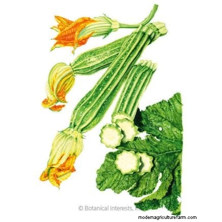 Best Heirloom Zucchini Varieties to Grow - Flavor & Yield