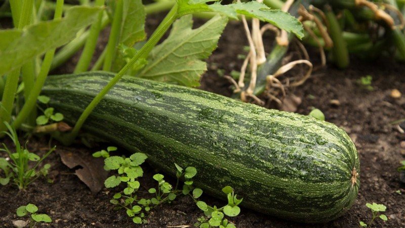 Best Heirloom Zucchini Varieties to Grow - Flavor & Yield
