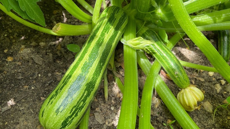 Best Heirloom Zucchini Varieties to Grow - Flavor & Yield