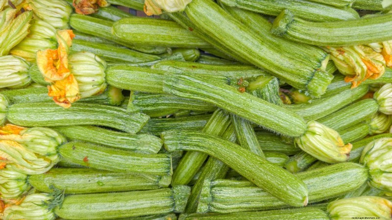Best Heirloom Zucchini Varieties to Grow - Flavor & Yield