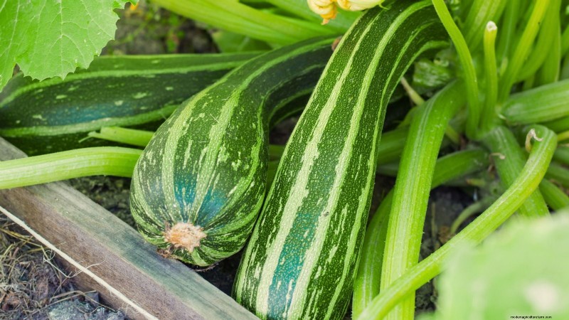 Best Heirloom Zucchini Varieties to Grow - Flavor & Yield