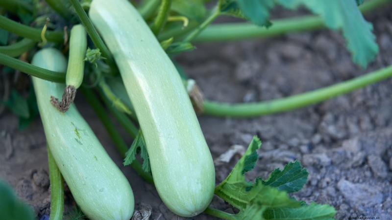 Best Heirloom Zucchini Varieties to Grow - Flavor & Yield