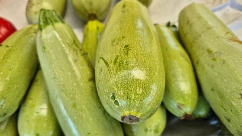 Best Heirloom Zucchini Varieties to Grow - Flavor & Yield