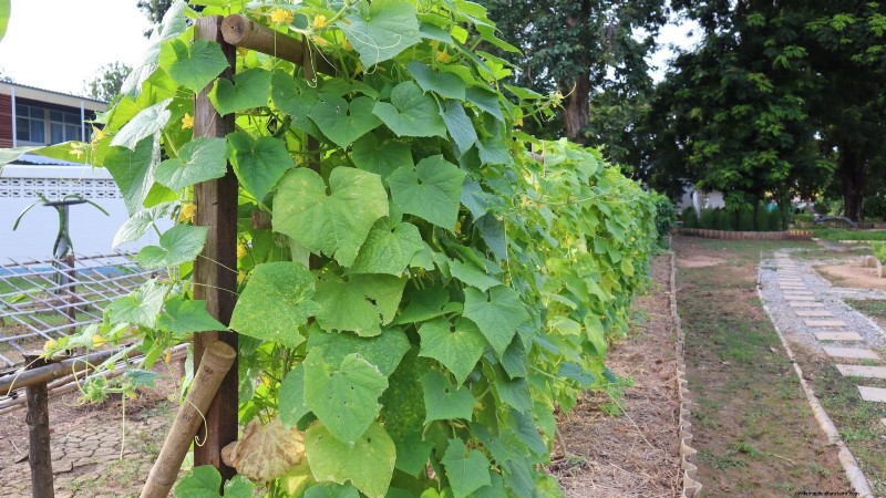 Zucchini on a Trellis: 5 Expert Tips for Vertical Growing