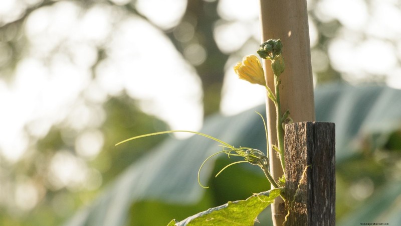 Zucchini on a Trellis: 5 Expert Tips for Vertical Growing