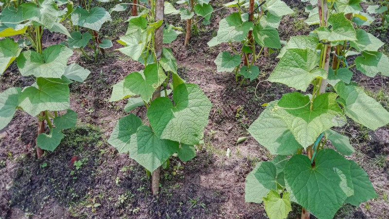 Zucchini on a Trellis: 5 Expert Tips for Vertical Growing