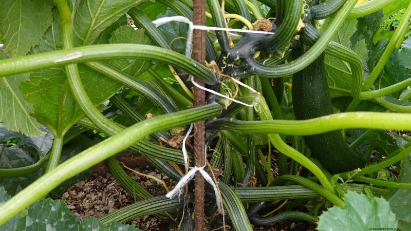 Zucchini on a Trellis: 5 Expert Tips for Vertical Growing