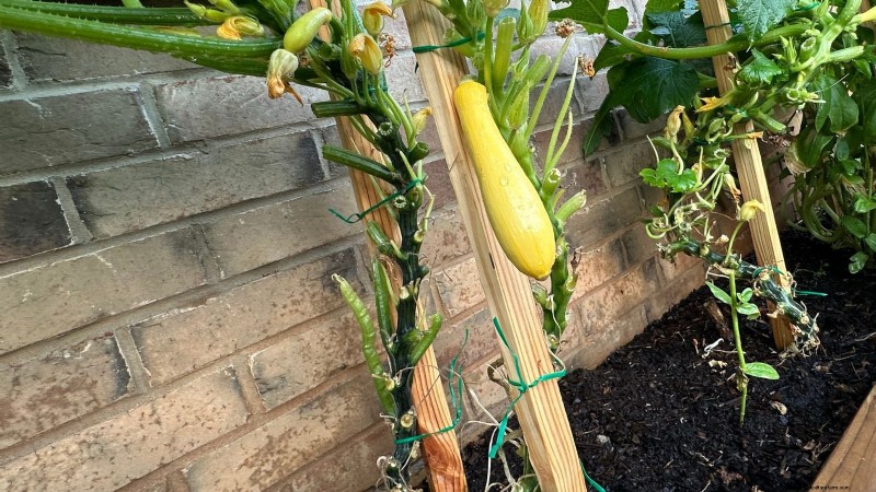 Zucchini on a Trellis: 5 Expert Tips for Vertical Growing