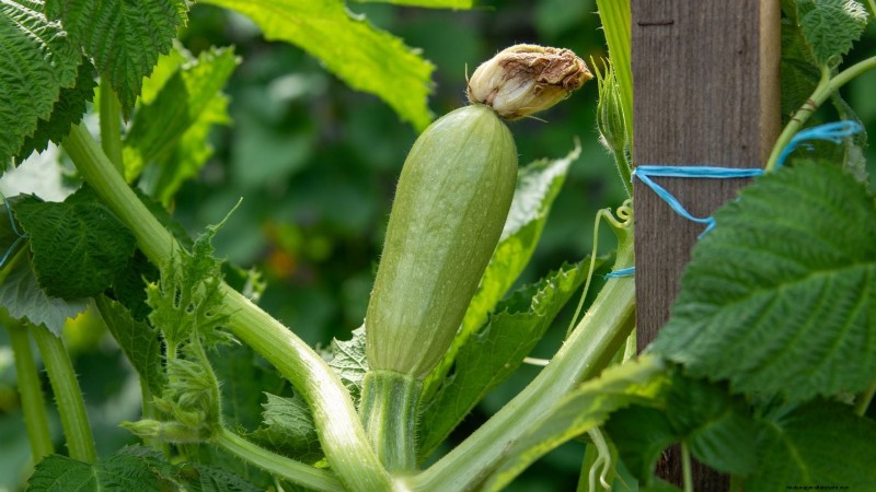 Zucchini on a Trellis: 5 Expert Tips for Vertical Growing
