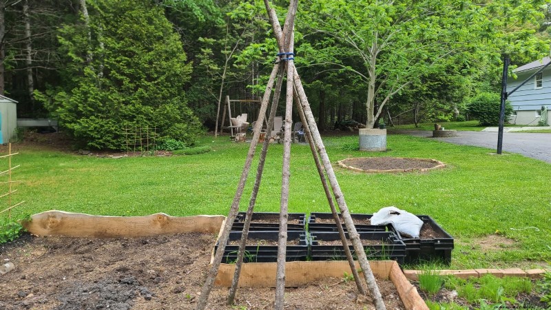 Zucchini on a Trellis: 5 Expert Tips for Vertical Growing
