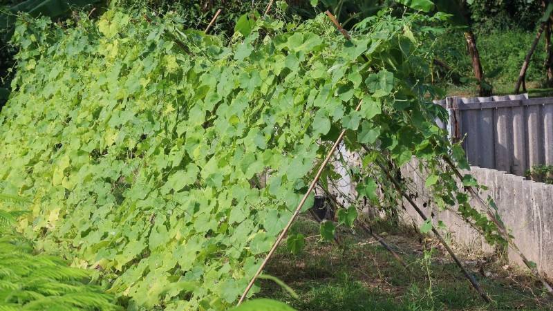 Zucchini on a Trellis: 5 Expert Tips for Vertical Growing