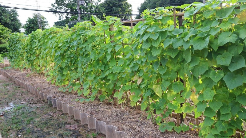 Zucchini on a Trellis: 5 Expert Tips for Vertical Growing