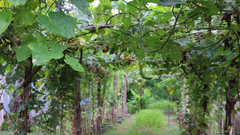 Zucchini on a Trellis: 5 Expert Tips for Vertical Growing
