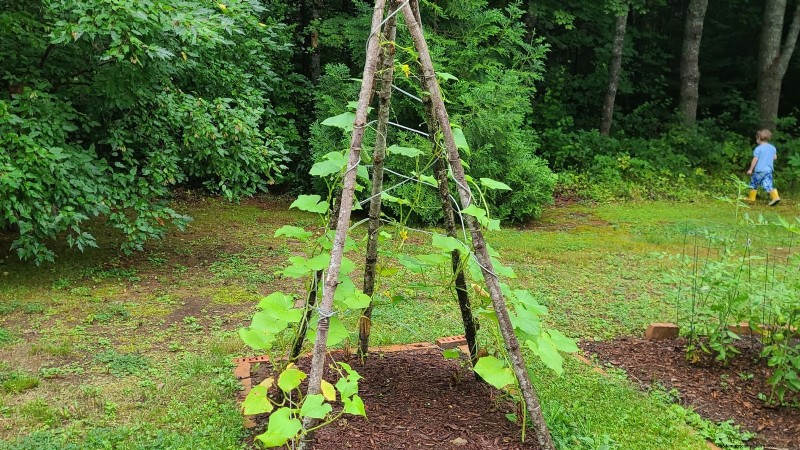Zucchini on a Trellis: 5 Expert Tips for Vertical Growing