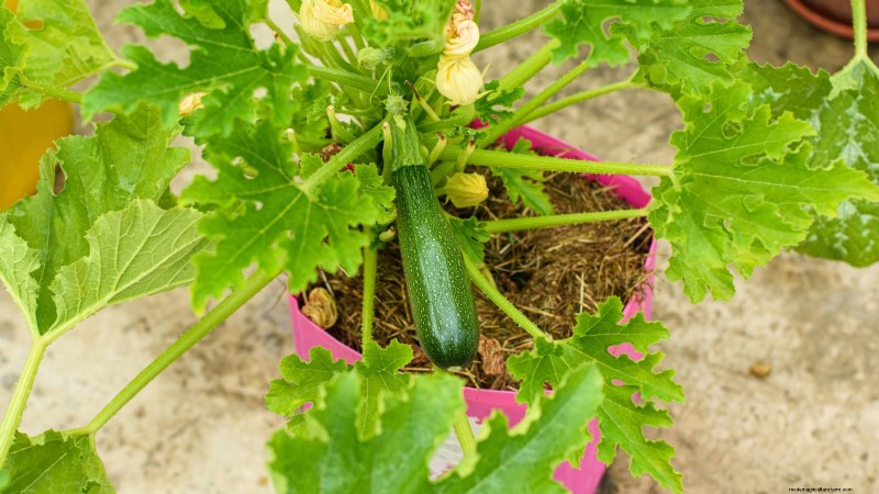 Zucchini on a Trellis: 5 Expert Tips for Vertical Growing