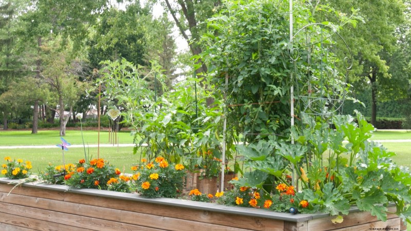 Zucchini on a Trellis: 5 Expert Tips for Vertical Growing