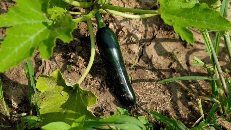 Zucchini on a Trellis: 5 Expert Tips for Vertical Growing