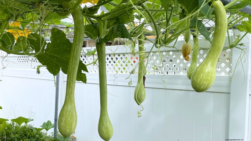 Zucchini on a Trellis: 5 Expert Tips for Vertical Growing