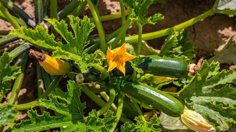 Zucchini on a Trellis: 5 Expert Tips for Vertical Growing