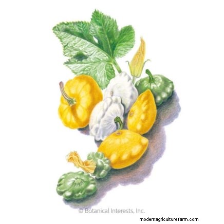 Pattypan Squash: Planting, Growing & Care Guide