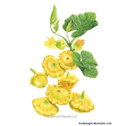 Pattypan Squash: Planting, Growing & Care Guide