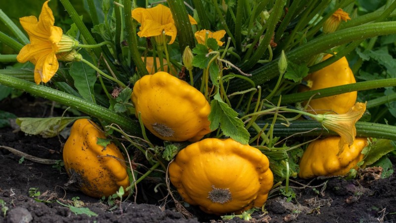 Pattypan Squash: Planting, Growing & Care Guide