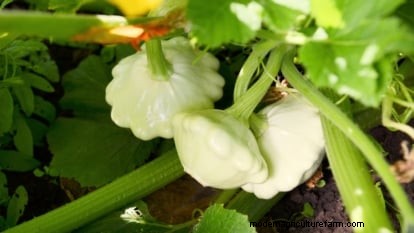 Pattypan Squash: Planting, Growing & Care Guide