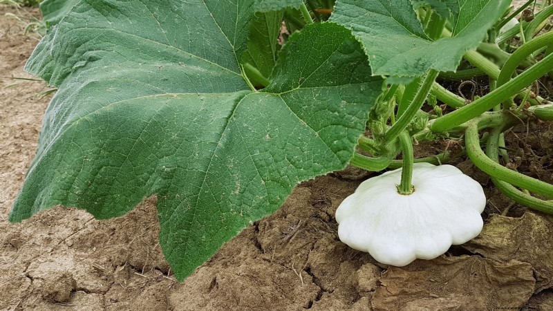 Pattypan Squash: Planting, Growing & Care Guide