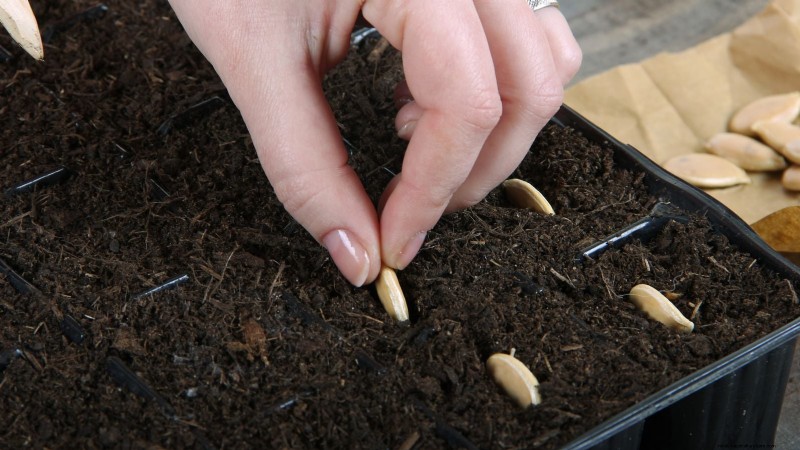 Pattypan Squash: Planting, Growing & Care Guide