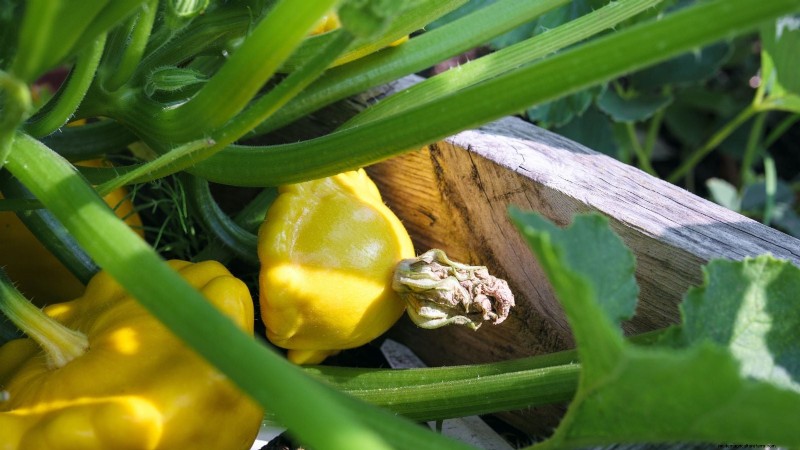 Pattypan Squash: Planting, Growing & Care Guide