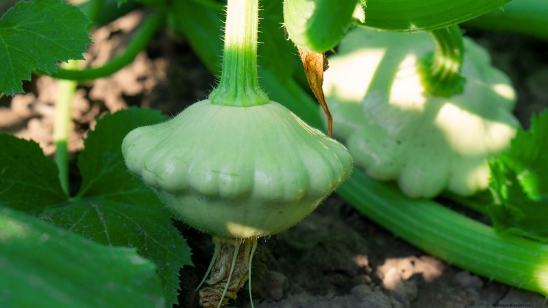 Pattypan Squash: Planting, Growing & Care Guide