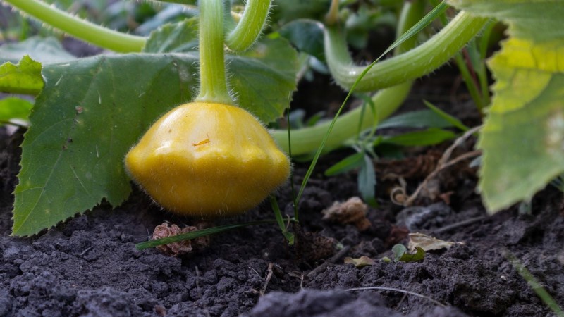 Pattypan Squash: Planting, Growing & Care Guide