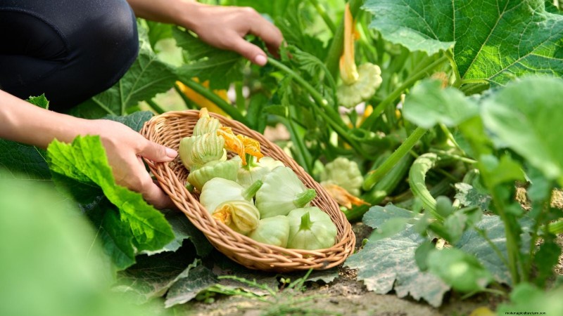 Pattypan Squash: Planting, Growing & Care Guide