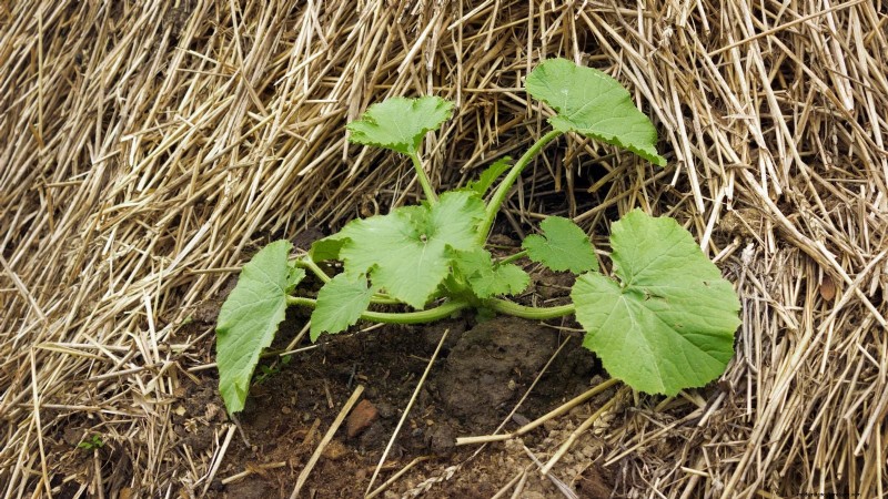 Pattypan Squash: Planting, Growing & Care Guide