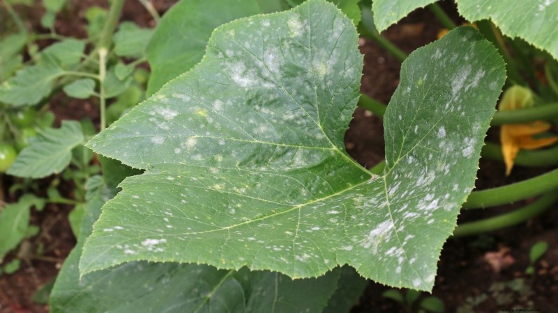 Pattypan Squash: Planting, Growing & Care Guide