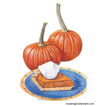 Pumpkin Watering Guide: Best Practices for a Bountiful Harvest