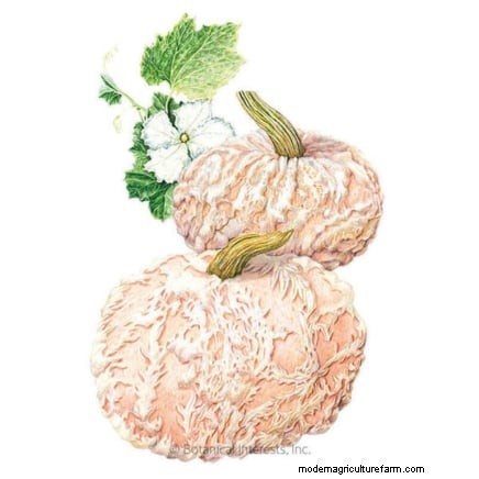 Pumpkin Watering Guide: Best Practices for a Bountiful Harvest